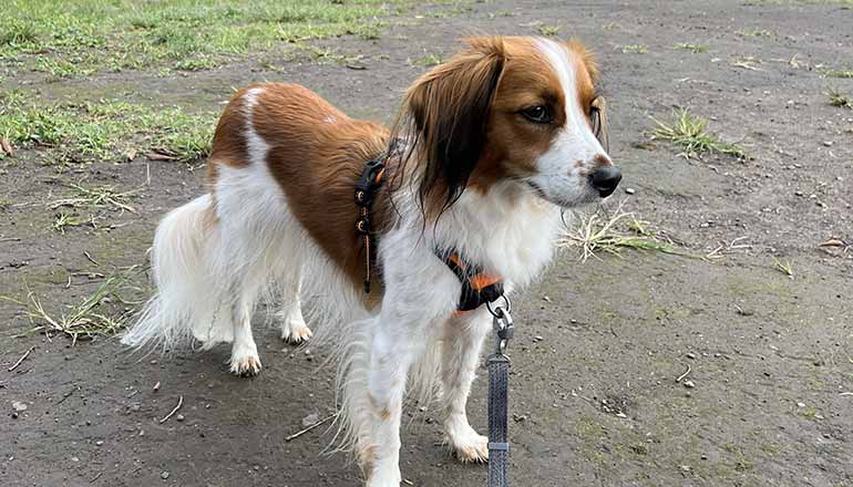 正しく人と犬が挨拶する方法 犬研 Inuken 犬の行動 心理学研究 ドッグトレーナー